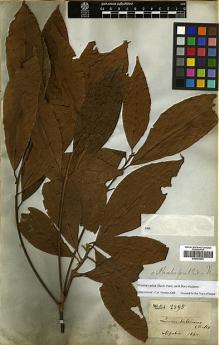 Type specimen at Edinburgh (E). Wallich, Nathaniel: 2595. Barcode: E00393294.