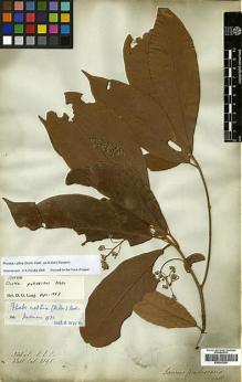 Type specimen at Edinburgh (E). Wallich, Nathaniel: 2595. Barcode: E00393295.