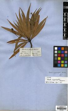 Type specimen at Edinburgh (E). Hooker, Joseph; Thomson, Thomas: . Barcode: E00393296.