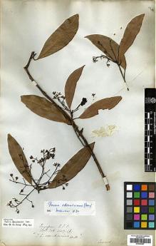 Type specimen at Edinburgh (E). Wallich, Nathaniel: 2607F. Barcode: E00393297.