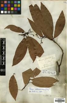Type specimen at Edinburgh (E). Wallich, Nathaniel: 2607F. Barcode: E00393298.