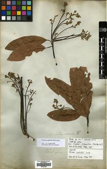 Type specimen at Edinburgh (E). Wallich, Nathaniel: 2606A. Barcode: E00393299.