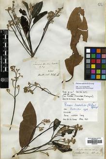 Type specimen at Edinburgh (E). Wallich, Nathaniel: 2606A. Barcode: E00393300.