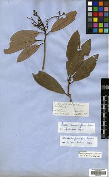 Type specimen at Edinburgh (E). Hooker, Joseph; Thomson, Thomas: . Barcode: E00393301.