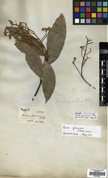Type specimen at Edinburgh (E). Wallich, Nathaniel: 2592. Barcode: E00393302.