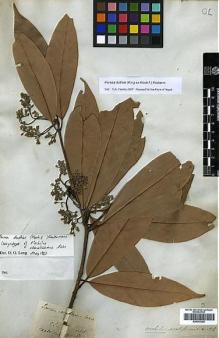Type specimen at Edinburgh (E). Wallich, Nathaniel: 2607A. Barcode: E00393305.