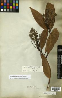 Type specimen at Edinburgh (E). Wallich, Nathaniel: 2607A. Barcode: E00393306.