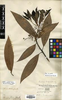 Type specimen at Edinburgh (E). Buchanan-Hamilton, Francis: 982. Barcode: E00393308.