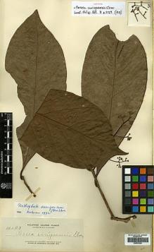 Type specimen at Edinburgh (E). Elmer, Adolph: 14027. Barcode: E00393309.