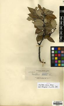 Type specimen at Edinburgh (E). Elmer, Adolph: 13184. Barcode: E00393312.