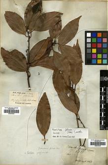 Type specimen at Edinburgh (E). Wallich, Nathaniel: 2563. Barcode: E00393320.
