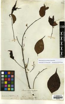 Type specimen at Edinburgh (E). Wallich, Nathaniel: 2603. Barcode: E00393326.