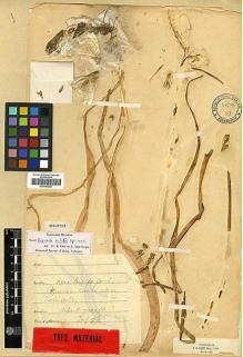 Type specimen at Edinburgh (E). Reid, J.: . Barcode: E00393328.