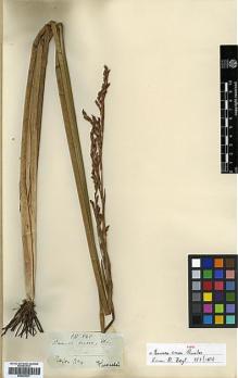 Type specimen at Edinburgh (E). Thwaites, George: 845. Barcode: E00393337.