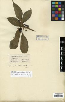 Type specimen at Edinburgh (E). Hooker, Joseph; Thomson, Thomas: . Barcode: E00393358.