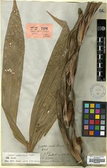 Type specimen at Edinburgh (E). Wallich, Nathaniel: 5000B. Barcode: E00393359.