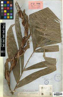 Type specimen at Edinburgh (E). Wallich, Nathaniel: 5000B. Barcode: E00393361.