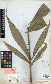 Type specimen at Edinburgh (E). Wallich, Nathaniel: 5000A. Barcode: E00393362.