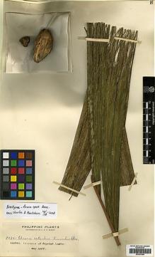 Type specimen at Edinburgh (E). Elmer, Adolph: 9292. Barcode: E00393366.