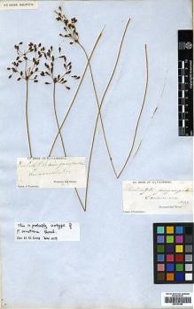 Type specimen at Edinburgh (E). Campbell, Jas.: . Barcode: E00393368.