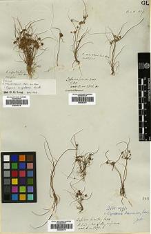 Type specimen at Edinburgh (E). Buchanan-Hamilton, Francis: . Barcode: E00393376.