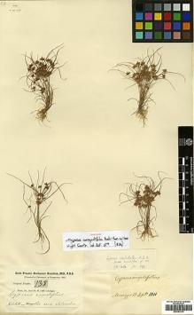 Type specimen at Edinburgh (E). Buchanan-Hamilton, Francis: 135. Barcode: E00393379.