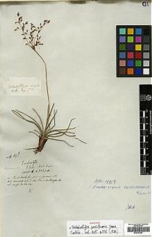 Type specimen at Edinburgh (E). Wallich, Nathaniel: 3520A. Barcode: E00393387.