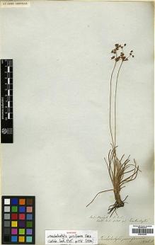 Type specimen at Edinburgh (E). Wallich, Nathaniel: 3520A. Barcode: E00393388.