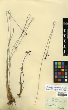 Type specimen at Edinburgh (E). Thwaites, George: 2967. Barcode: E00393393.