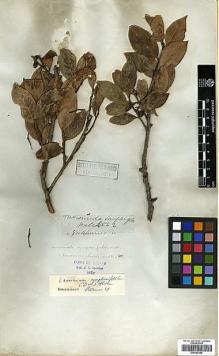 Type specimen at Edinburgh (E). Wallich, Nathaniel: 1522. Barcode: E00393396.