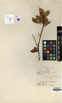 Type specimen at Edinburgh (E). Kerr, Arthur: 10385. Barcode: E00393399.