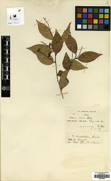 Type specimen at Edinburgh (E). Kerr, Arthur: 17947. Barcode: E00393400.