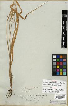 Type specimen at Edinburgh (E). Wallich, Nathaniel: 3398. Barcode: E00393410.