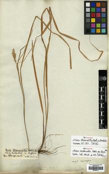Type specimen at Edinburgh (E). Wallich, Nathaniel: 3398. Barcode: E00393411.