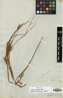 Type specimen at Edinburgh (E). Wallich, Nathaniel: 3397. Barcode: E00393412.