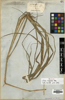 Type specimen at Edinburgh (E). Wight, Robert: 1913. Barcode: E00393415.