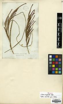 Type specimen at Edinburgh (E). Wight, Robert: 1913. Barcode: E00393417.