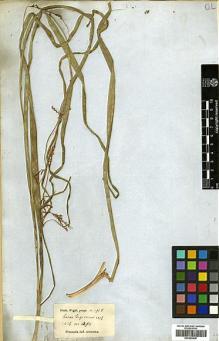 Type specimen at Edinburgh (E). Wight, Robert: 1918. Barcode: E00393428.