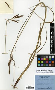 Type specimen at Edinburgh (E). Polunin, Oleg; Sykes, William; Williams, Leonard: 2399. Barcode: E00393433.