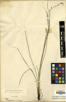 Type specimen at Edinburgh (E). Hohenacker, Rudolph: 942A. Barcode: E00393435.