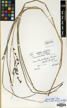 Type specimen at Edinburgh (E). Lacaita, Charles: 16572. Barcode: E00393436.