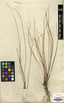 Type specimen at Edinburgh (E). Hooker, Joseph; Thomson, Thomas: . Barcode: E00393442.