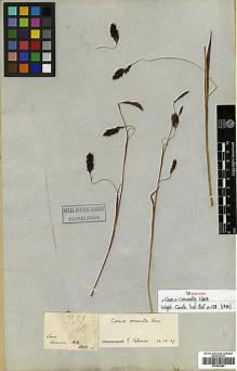 Type specimen at Edinburgh (E). Wallich, Nathaniel: 3389B. Barcode: E00393444.