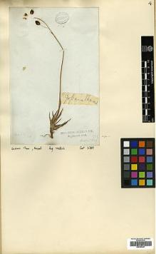 Type specimen at Edinburgh (E). Wallich, Nathaniel: 3389A. Barcode: E00393447.