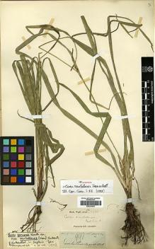 Type specimen at Edinburgh (E). Wight, Robert: 1835.991. Barcode: E00393453.