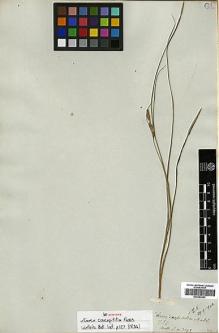 Type specimen at Edinburgh (E). Wallich, Nathaniel: 3392. Barcode: E00393462.