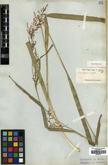 Type specimen at Edinburgh (E). Wight, Robert: 1916A. Barcode: E00393471.