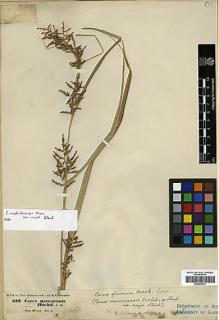 Type specimen at Edinburgh (E). Hohenacker, Rudolph: 629. Barcode: E00393472.