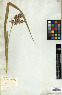 Type specimen at Edinburgh (E). Wight, Robert: 1916. Barcode: E00393477.