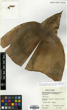Type specimen at Edinburgh (E). Stapleton, Christopher: 456. Barcode: E00393527.